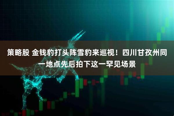 策略股 金钱豹打头阵雪豹来巡视！四川甘孜州同一地点先后拍下这一罕见场景