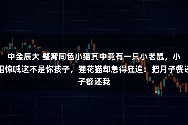 中金辰大 整窝同色小猫其中竟有一只小老鼠，小姐姐惊喊这不是你孩子，狸花猫却急得狂追：把月子餐还我